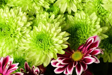 Güzel kasımpatılar, çiçekler, yakın görüş.