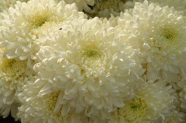 Güzel kasımpatılar, çiçekler, yakın görüş.