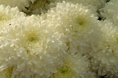 Güzel kasımpatılar, çiçekler, yakın görüş.