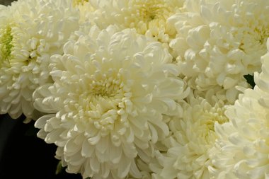 Güzel kasımpatılar, çiçekler, yakın görüş.