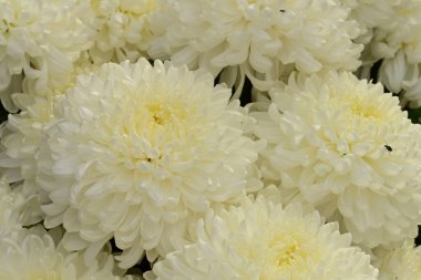 Güzel kasımpatılar, çiçekler, yakın görüş.