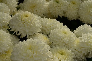 Güzel kasımpatılar, çiçekler, yakın görüş.