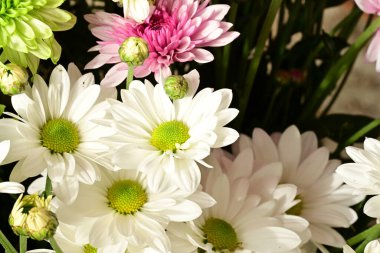 Güzel kasımpatılar, çiçekler, yakın görüş.