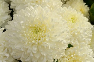 Güzel kasımpatılar, çiçekler, yakın görüş.