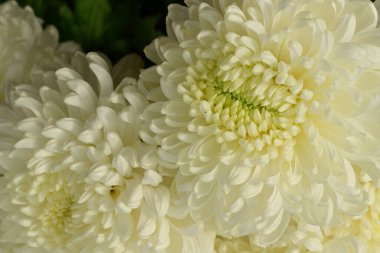 Güzel kasımpatılar, çiçekler, yakın görüş.