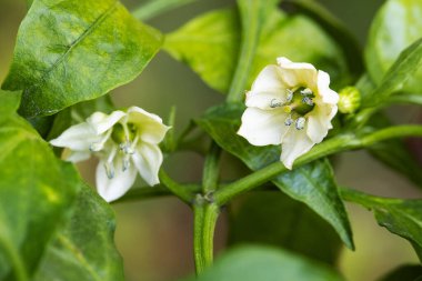 Bahçede büyüyen güzel çiçekler