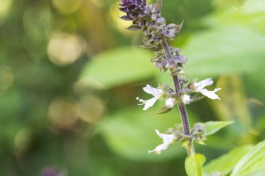 Bahçedeki bir çiçeğe yaklaş