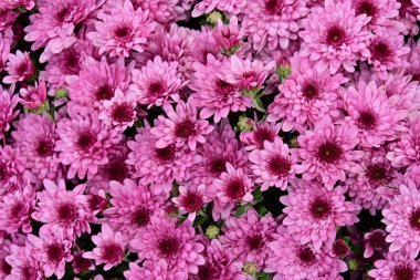 Güzel kasımpatılar, çiçekler, yakın görüş.