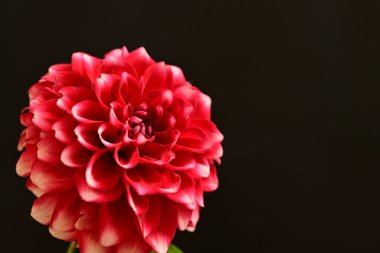 Güzel parlak çiçek, kapat manzarayı.