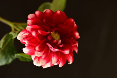 Güzel parlak çiçek, kapat manzarayı.