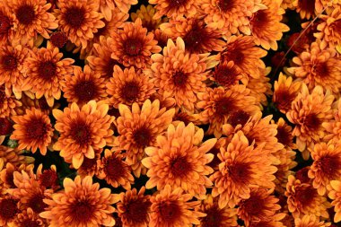 Güzel kasımpatılar, çiçekler, yakın görüş.