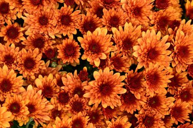 Güzel kasımpatılar, çiçekler, yakın görüş.