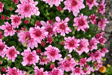 Güzel kasımpatılar, çiçekler, yakın görüş.