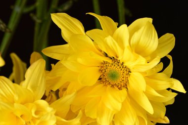 Güzel kasımpatılar, çiçekler, yakın görüş.