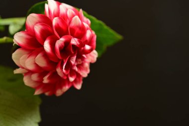 Güzel parlak çiçek, kapat manzarayı.