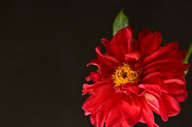 Güzel parlak çiçek, kapat manzarayı.