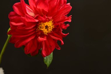 Güzel parlak çiçek, kapat manzarayı.