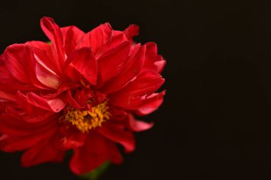 Güzel parlak çiçek, kapat manzarayı.