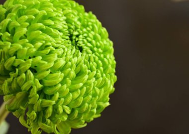 Güzel parlak çiçek, kapat manzarayı.