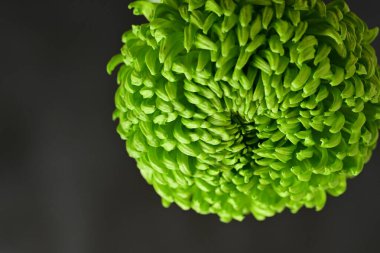 Güzel parlak çiçek, kapat manzarayı.