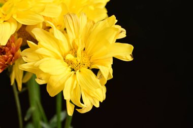 Güzel kasımpatılar, çiçekler, yakın görüş.