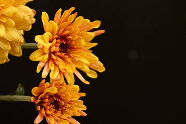 Güzel kasımpatılar, çiçekler, yakın görüş.