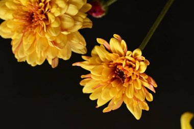 Güzel kasımpatılar, çiçekler, yakın görüş.