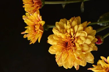 Güzel kasımpatılar, çiçekler, yakın görüş.