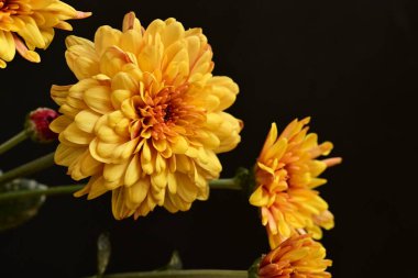 Güzel kasımpatılar, çiçekler, yakın görüş.