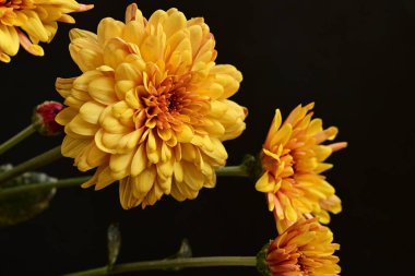 Güzel kasımpatılar, çiçekler, yakın görüş.