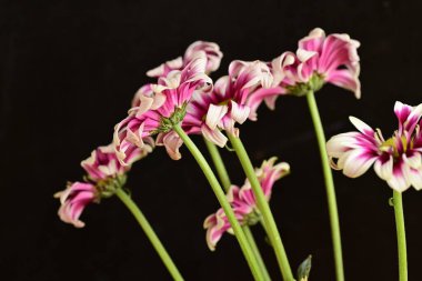 Güzel kasımpatılar, çiçekler, yakın görüş.