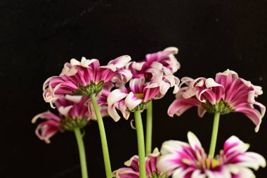 Güzel kasımpatılar, çiçekler, yakın görüş.