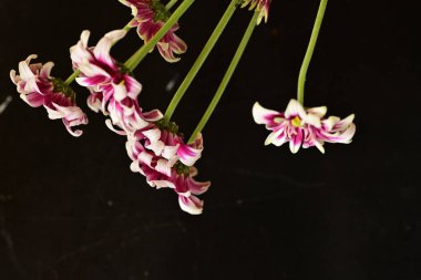 Güzel kasımpatılar, çiçekler, yakın görüş.