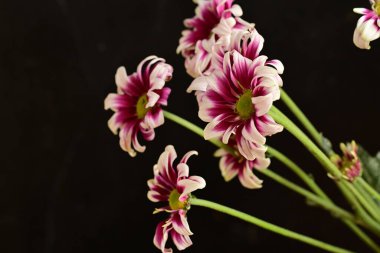 Güzel kasımpatılar, çiçekler, yakın görüş.