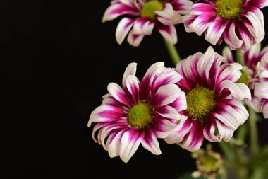 Güzel kasımpatılar, çiçekler, yakın görüş.