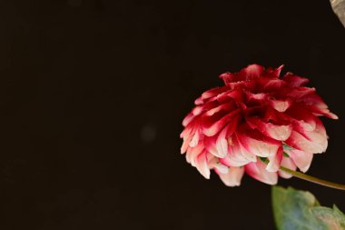 Güzel parlak çiçek, kapat manzarayı.