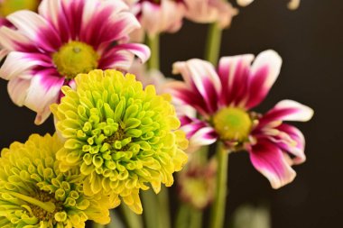 Güzel kasımpatılar, çiçekler, yakın görüş.