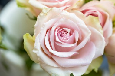 Pembe gülleri kapat