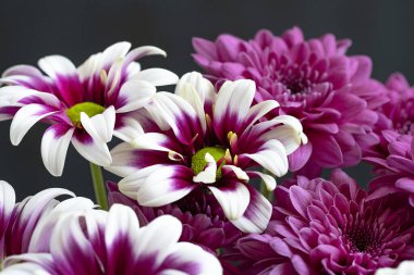 Güzel çiçeklerin manzarası, yaz konsepti.