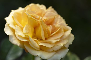 Güzel sarı bir gülü yakından çek.