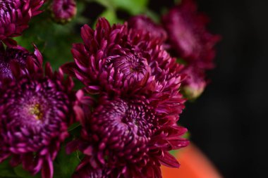 kırmızı kasımpatı çiçekleri yaklaşır