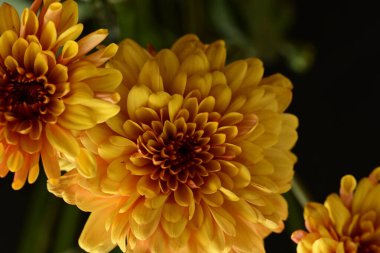 Siyah arka planda güzel çiçekler