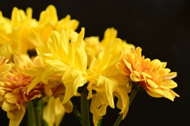 Sarı kasımpatılar, kapatın.