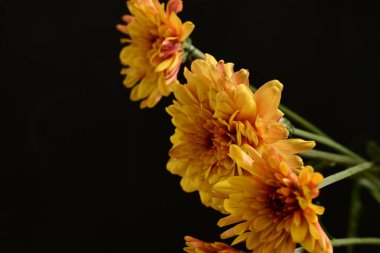 Sarı kasımpatılar, kapatın.