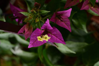 Bahçedeki güzel pembe çiçekler