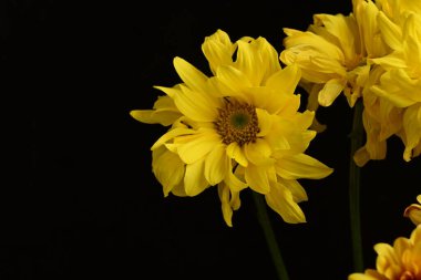 Güzel kasımpatılar, çiçekler, yakın görüş.