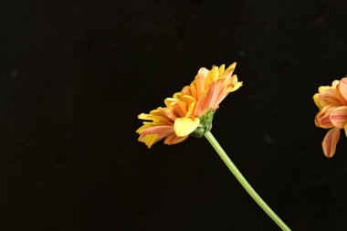 Koyu arkaplanda güzel bir çiçek, yaz konsepti, yakın görüş