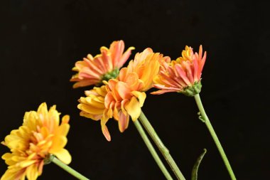 Güzel kasımpatılar, çiçekler, yakın görüş.