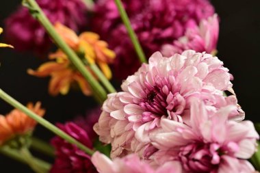 Güzel kasımpatılar, çiçekler, yakın görüş.