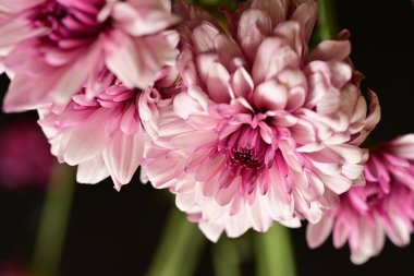 Güzel kasımpatılar, çiçekler, yakın görüş.